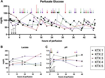 48 h Normothermic Machine Perfusion With Urine Recirculation for Discarded Human Kidney Grafts
